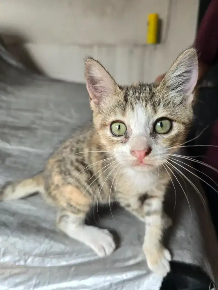 Kitten free adopt