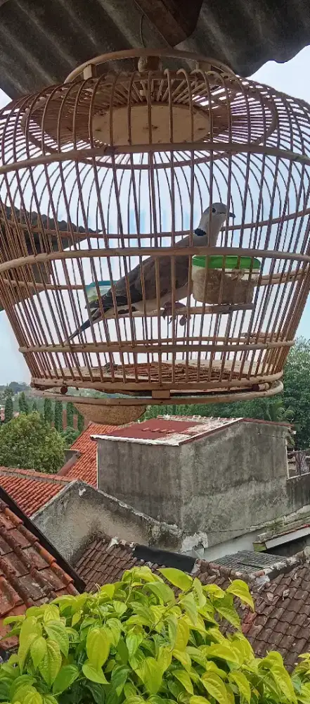 PUTER PELUNG GACOR RUMAHAN