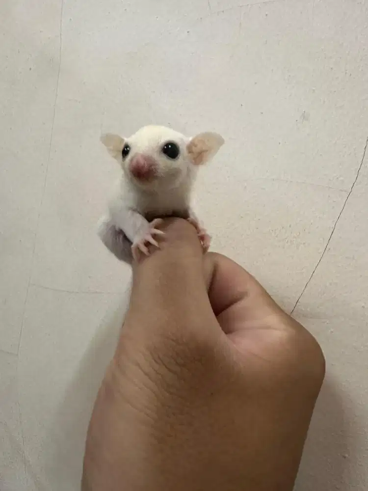 Sugar Glider Leucistic betina ready 2 ekor