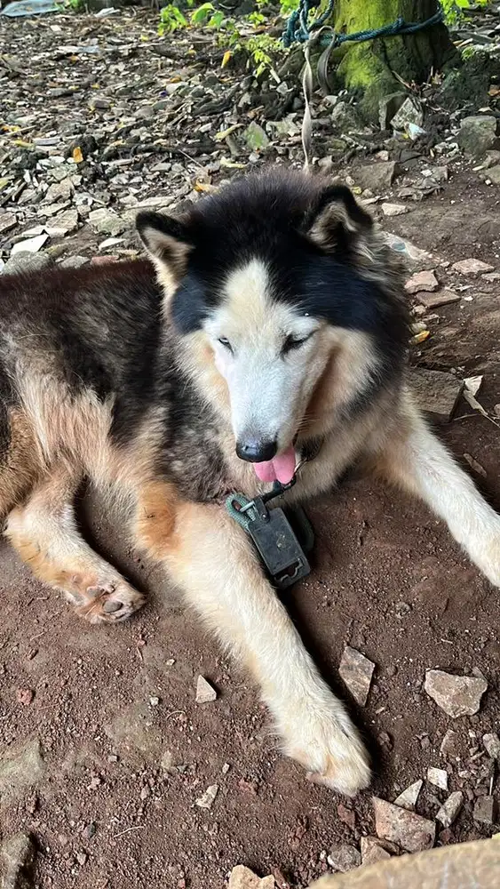 Jual Anjing Husky