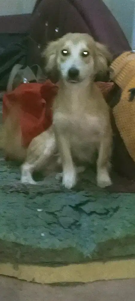 Anjing mix mini pincer betina usia 4 bln