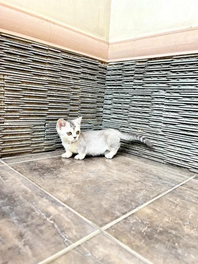 Kucing british shorthair munchkin kitten bsh