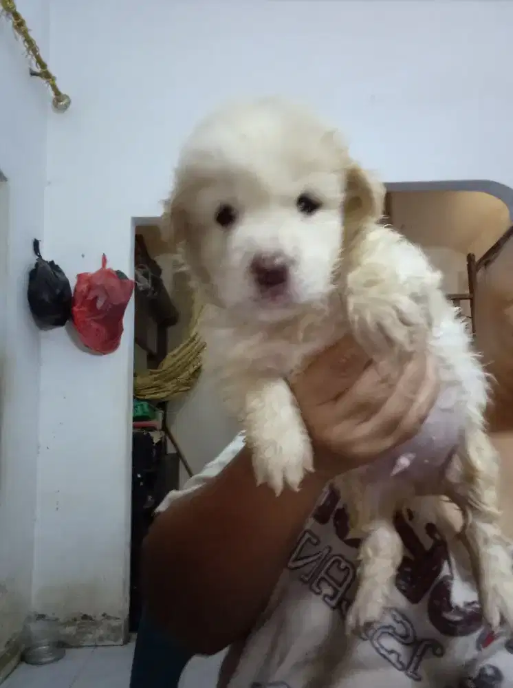 Anak Anjing wicklow terrier