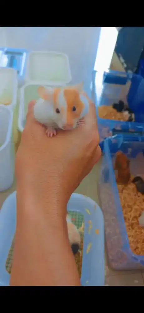 Hamster syrian All varian
