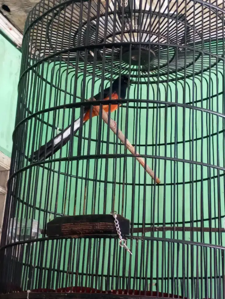 Murai batu gacor fullset
