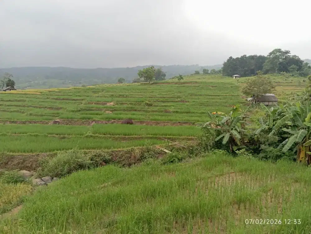 Di jual sawah murah produktif di kecamatan bojong
