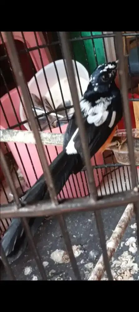 Murai jantan blorok extreme