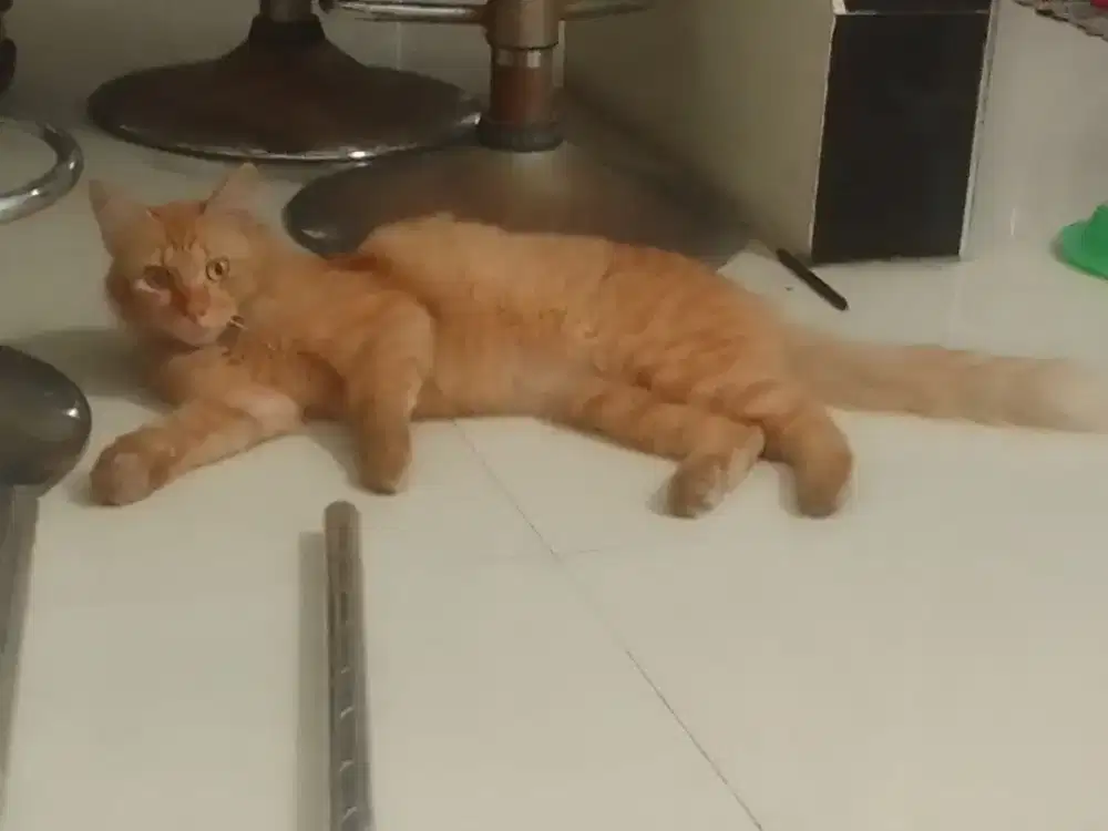 Free adopt kucing