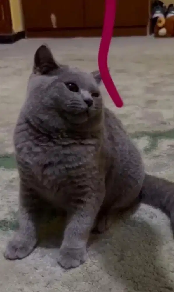 Kucing british shorthair bsh british short hair