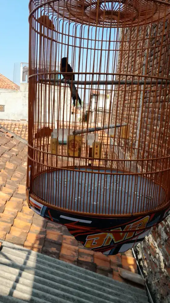 JUAL BURUNG MURAI BATU