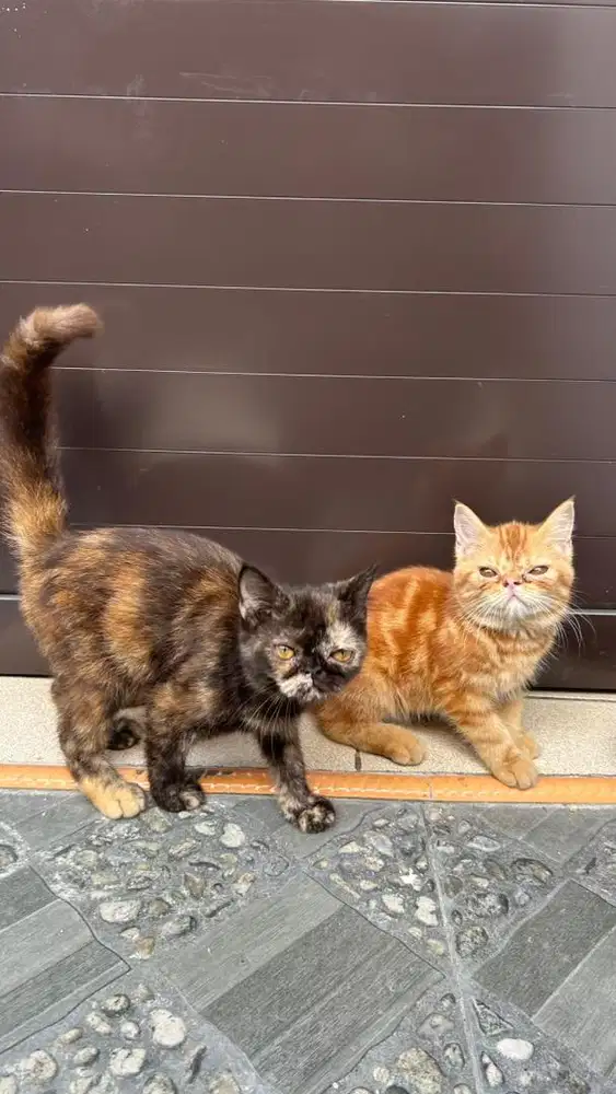 Exotic shorthair