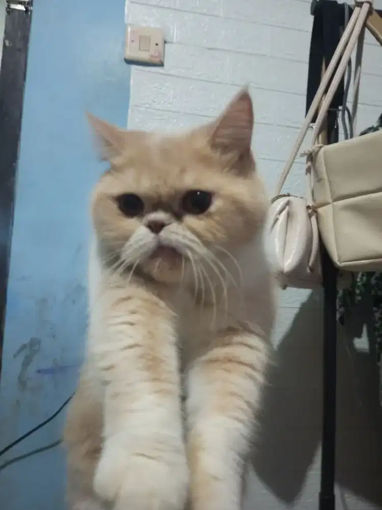 Kucing peaknose satu pasang + kandang nya