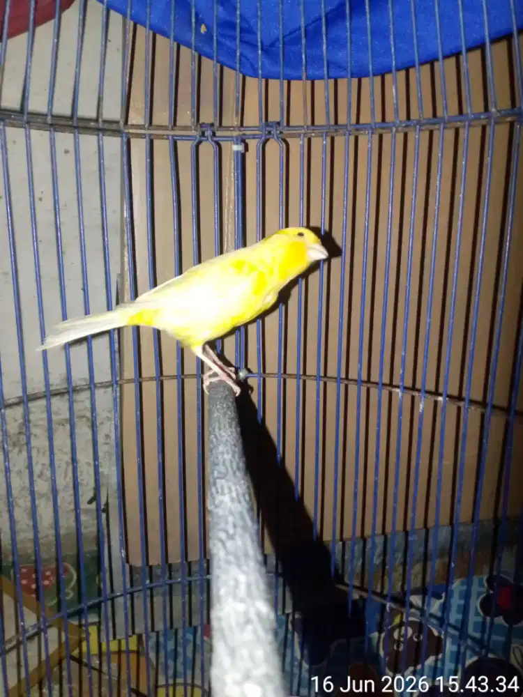 burung kenari burja