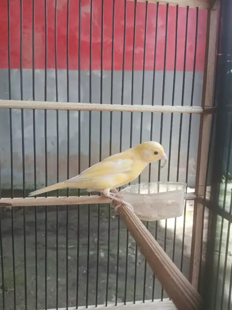 Paud kenari lokal