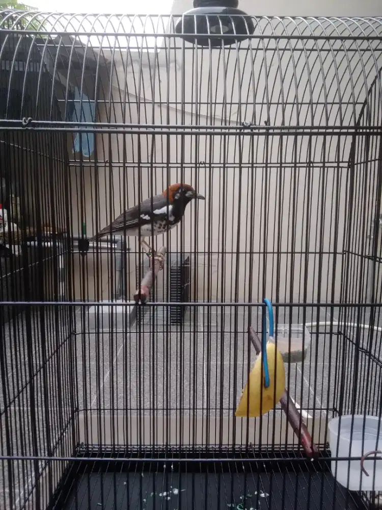Burung anis kembang gacor dobel ring .