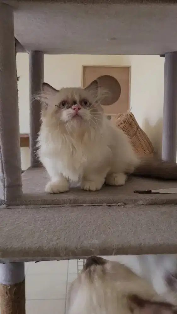 Ragdoll Munchkin
