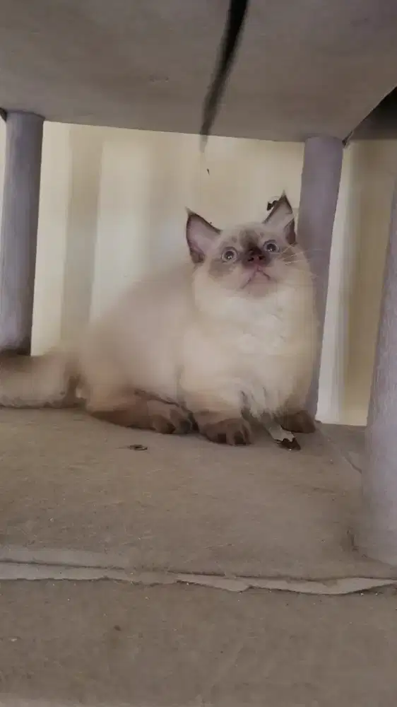 Ragdoll Munchkin