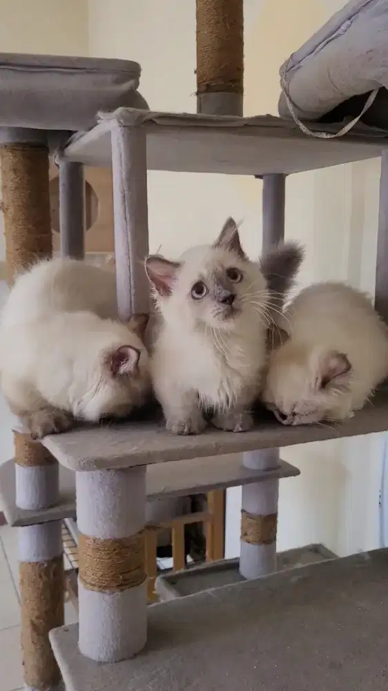 Ragdoll Munchkin