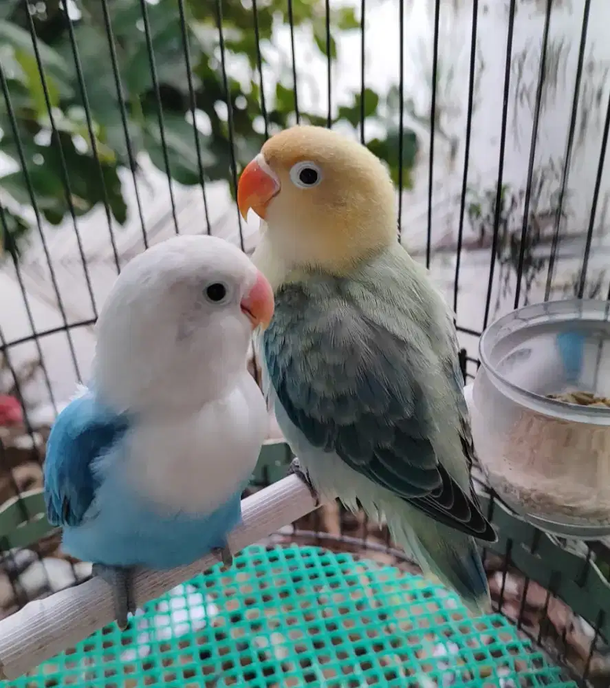 Burung lovebird sepasang