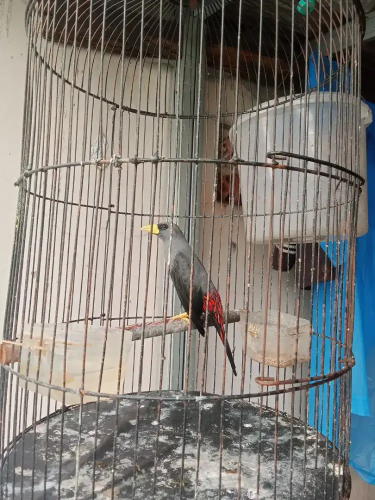 Burung Jalak Rio Rio Burja