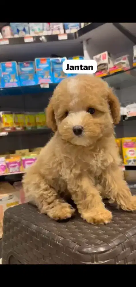 Poodle apricot missmark jantan dan betina