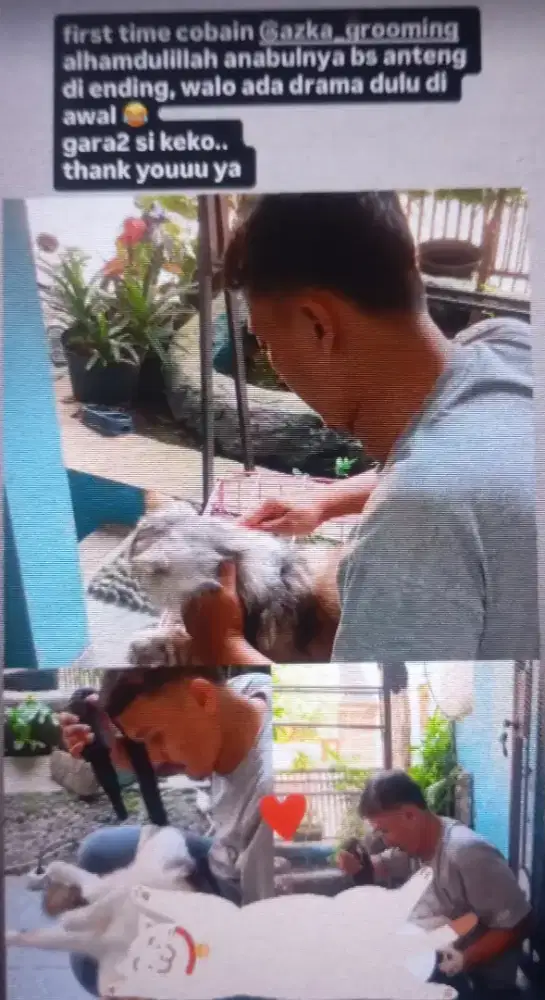 Grooming kucing panggilan