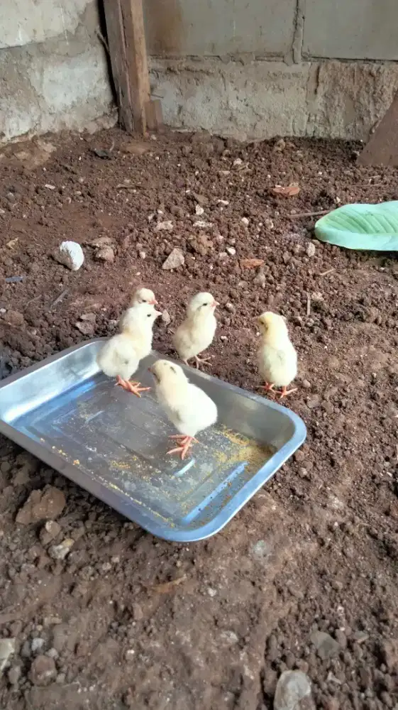 Pitik Kampung 4 Ekor Putih