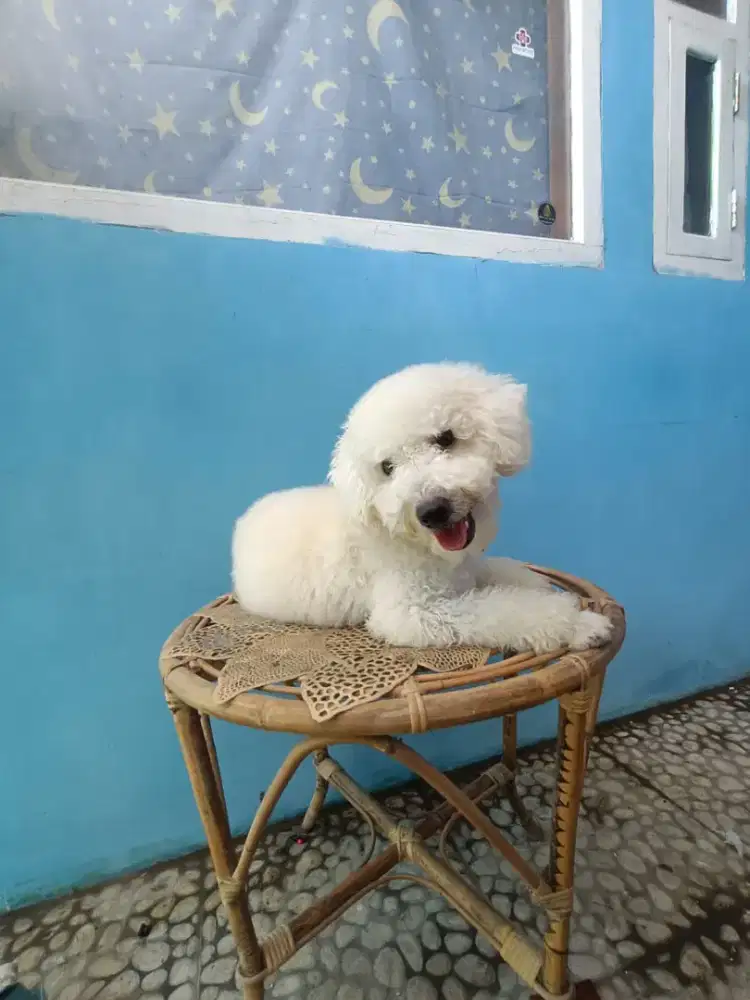 poodlle putih stambum