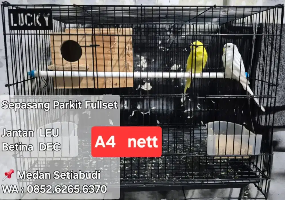 Sepasang Burung Parkit Fullset Kandang