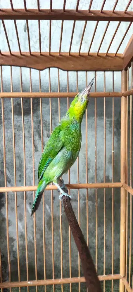 Burung PH GK garansi cek smpe puas