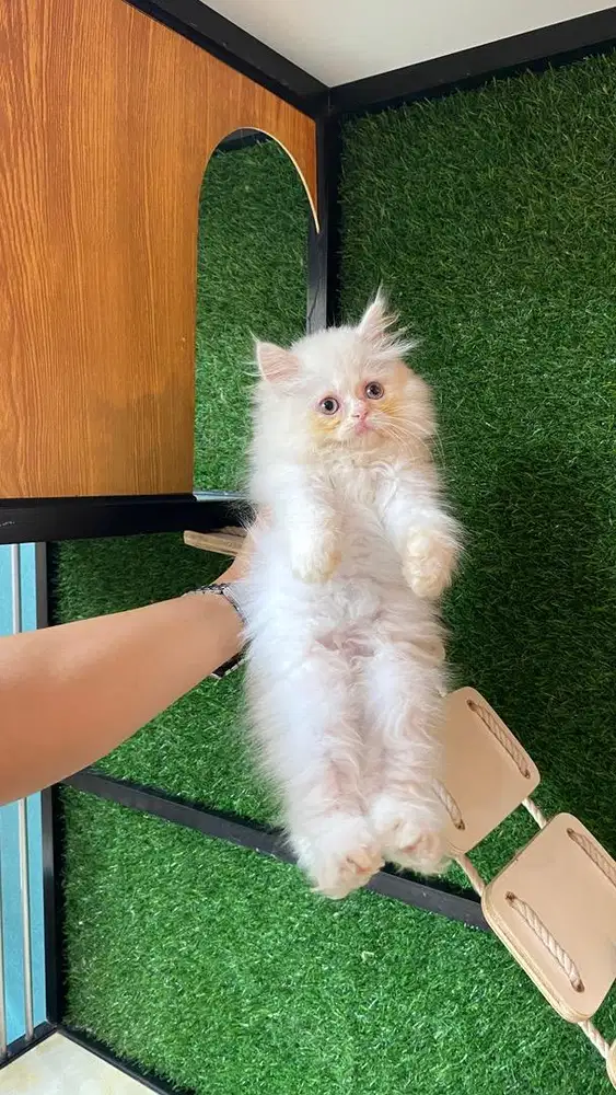 kitten white solid mata biru