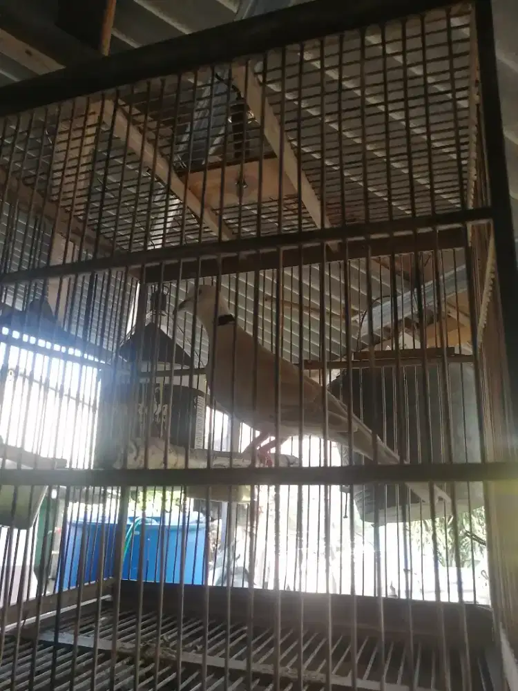 Burung puter pelung galurrrr harian