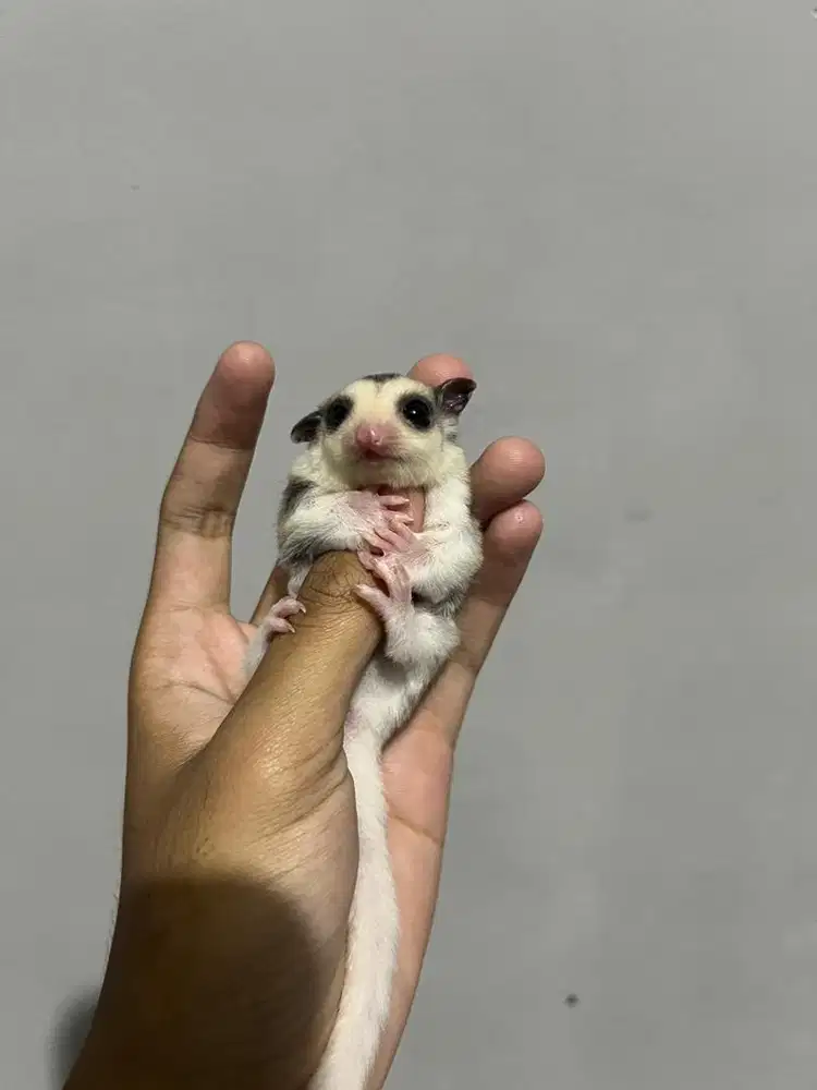 sugar glider joey