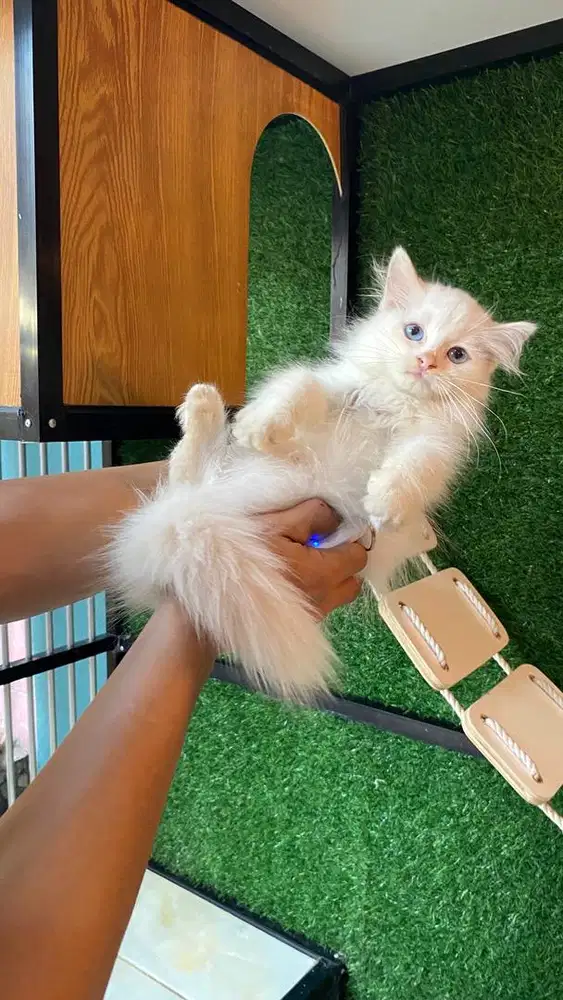 himalaya redpoint mata biru