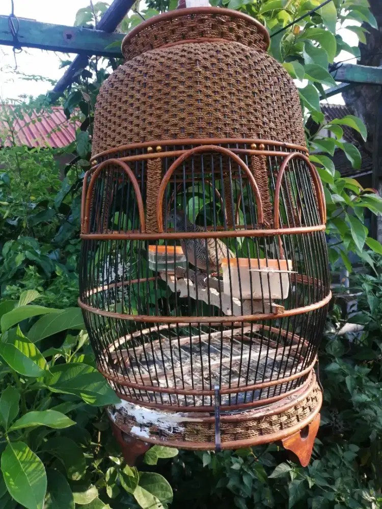 Perkutut kutut bangkok ring