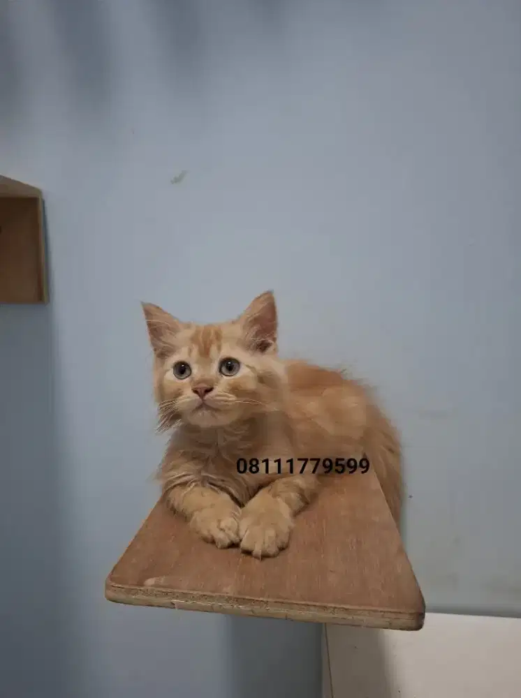 PERSIA KITTEN JANTAN 3BULAN