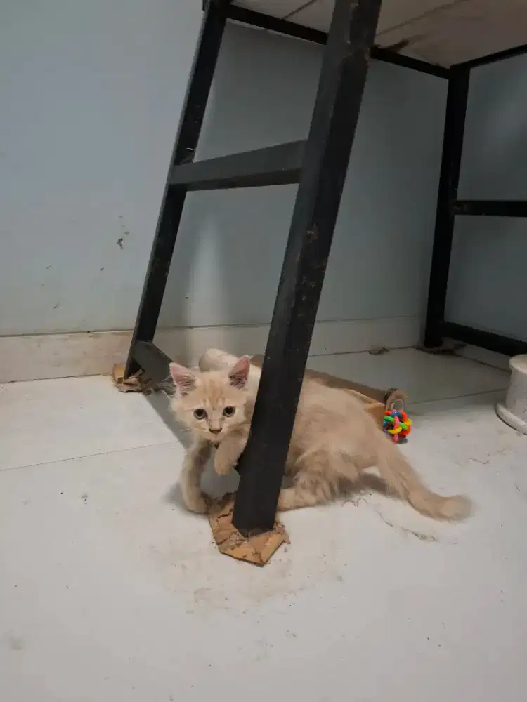 PERSIA KITTEN JANTAN CREAM