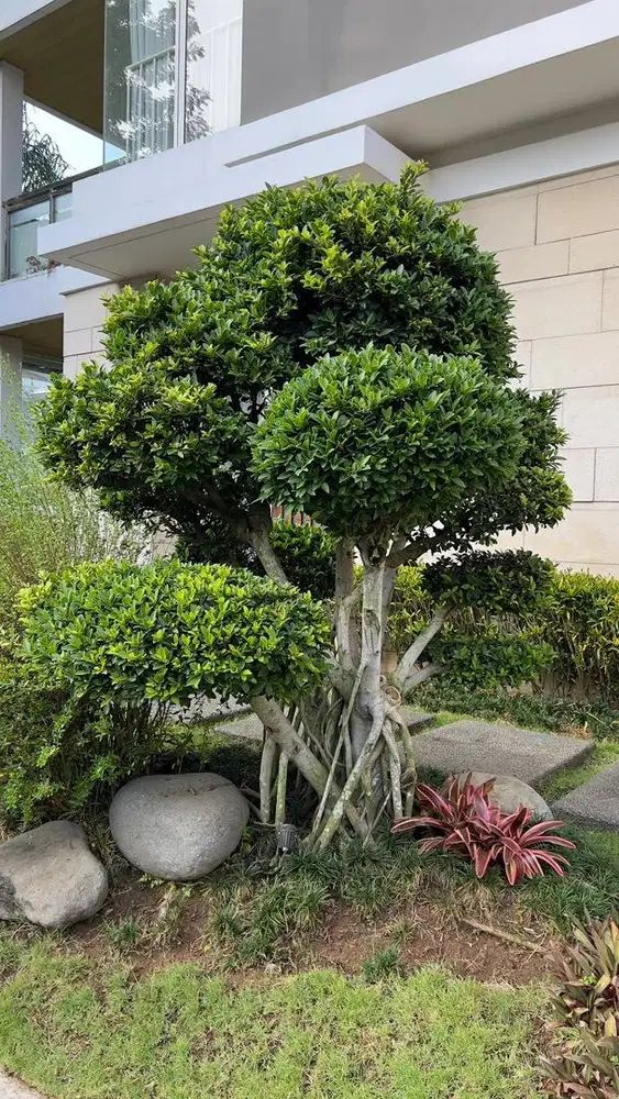 Pohon beringin korea bonsai taman beringin dolar