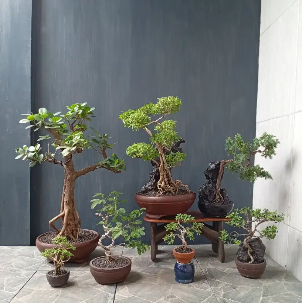 Borongan mini bonsai siap pajang