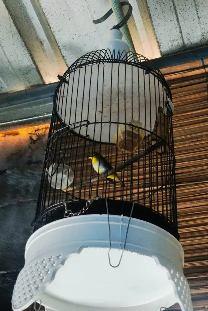 Burung Kaca Mata Buxtomi+ Kandang