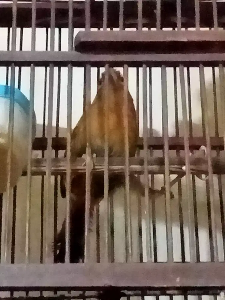 Wambi muda minus kaki kiri