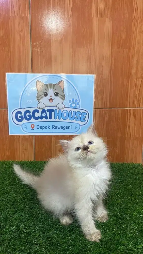 Kitten himalaya longhair