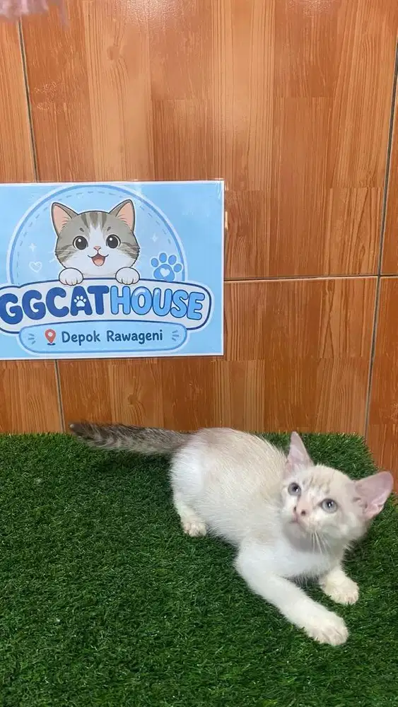 Kitten persia mix himalaya