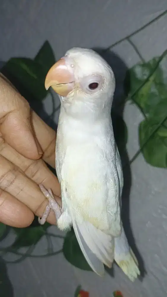 Albino RM jinak