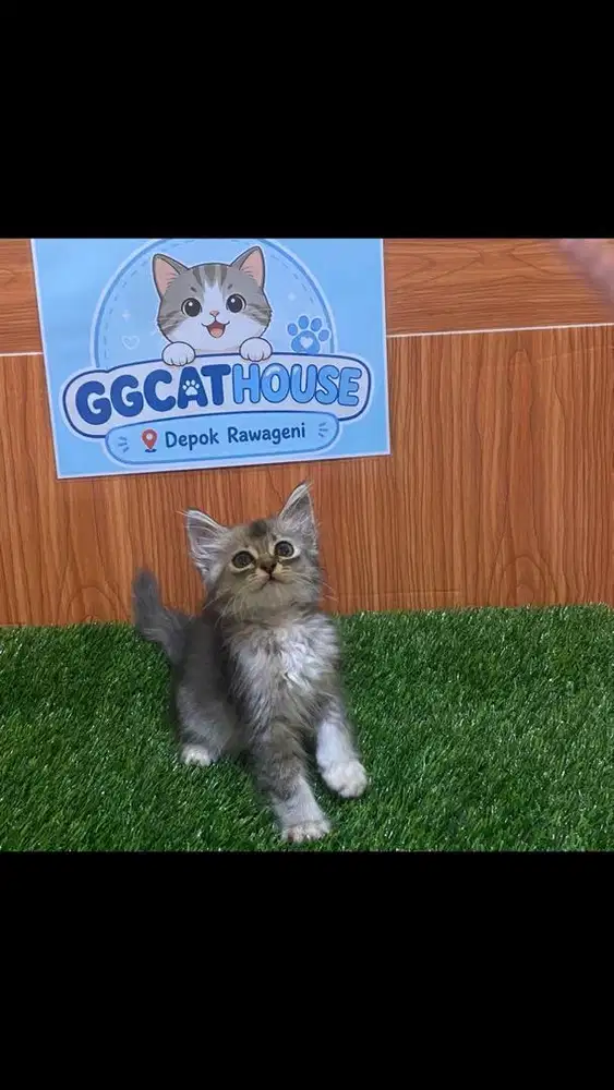 Kitten persia medium
