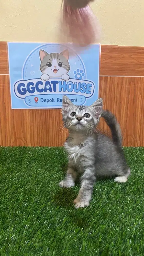 Kitten persia medium