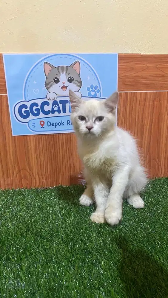 Kitten ragdoll jantan