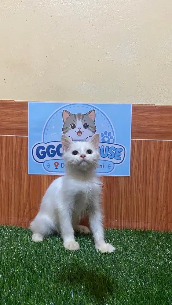 Kitten himalaya