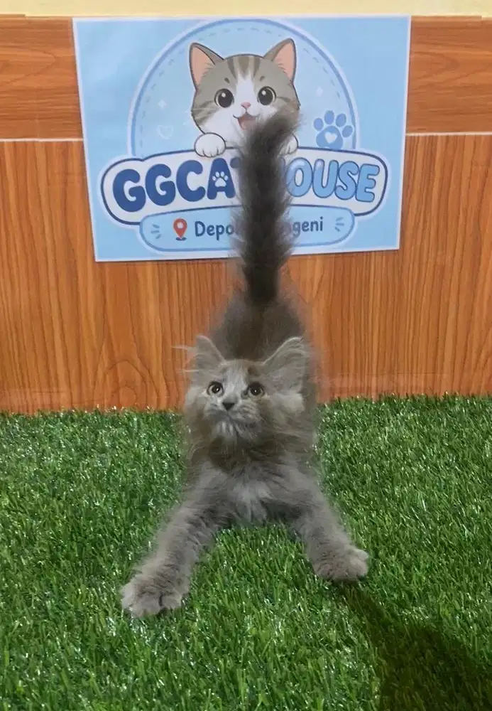 Kitten persia longhair