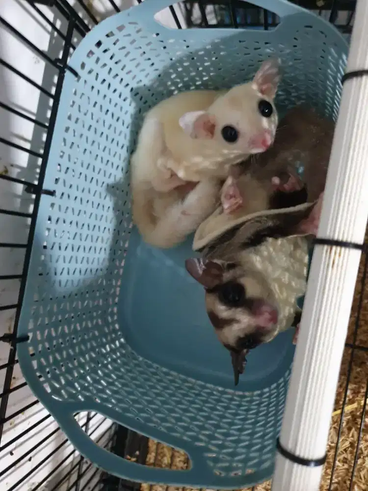 Sugar Glider Sepasang Fullset Kandang